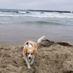 Keeping it Green with Your Pets