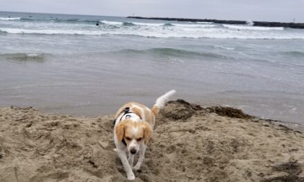 Keeping it Green with Your Pets