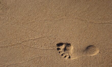 10 ways to reduce your ecological footprint