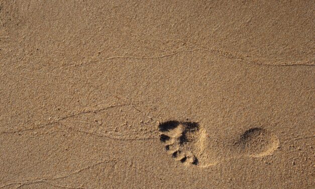 10 ways to reduce your ecological footprint